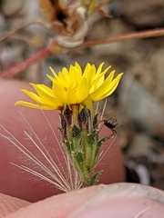 Lessingia tenuis