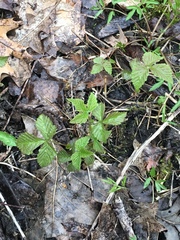 Rubus pubescens