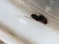 Agabus disintegratus