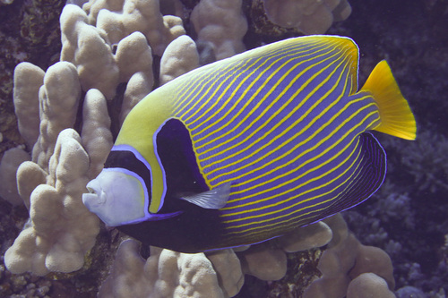 Emperor Angelfish — seen at this dive site