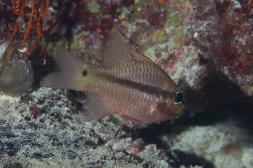 Iridescent Cardinalfish — seen at this dive site
