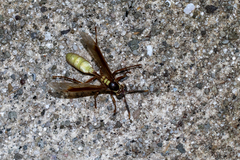 Apoica pallens image