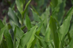 Hetaerina cruentata