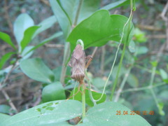 Melucha quadrivittis