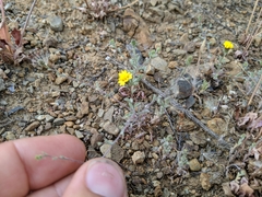 Lessingia tenuis