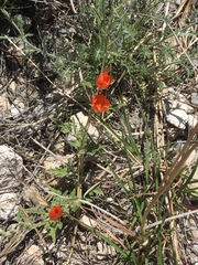 Sphaeralcea coccinea