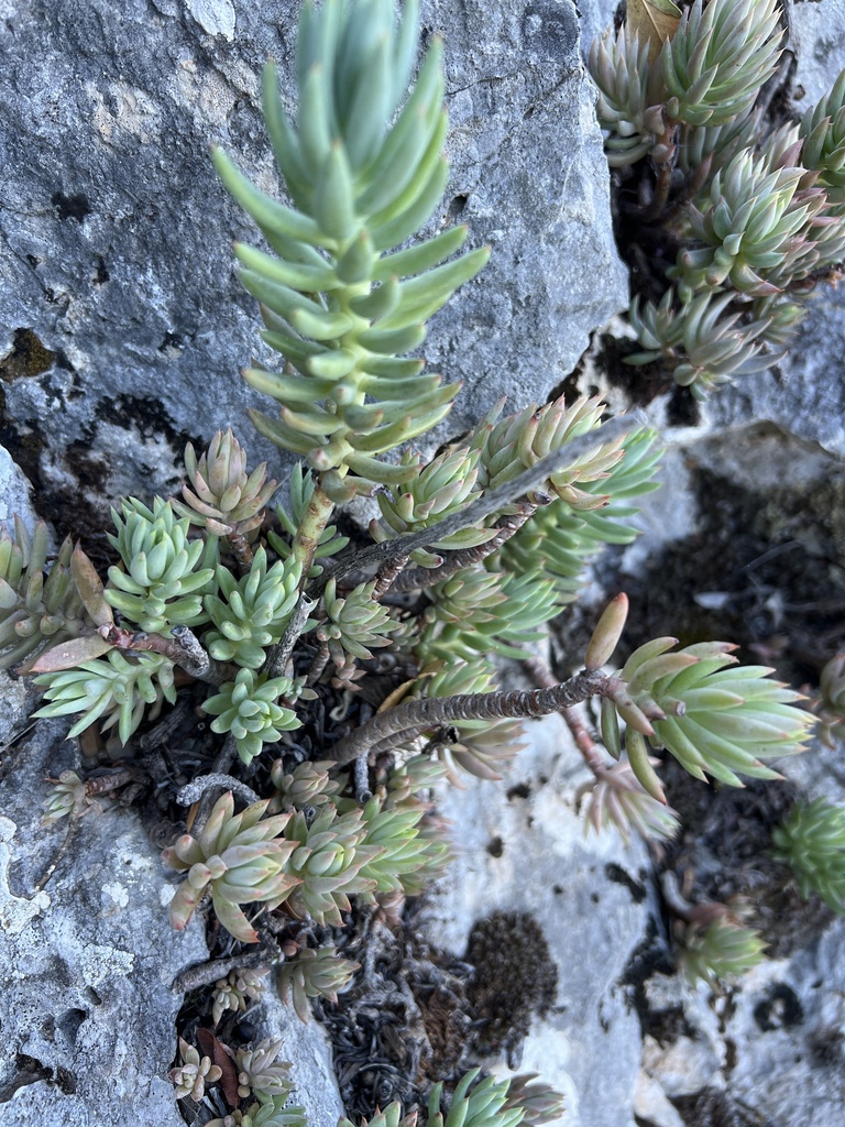 Sedum anophyllum