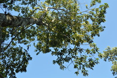 Cecropia adenopus