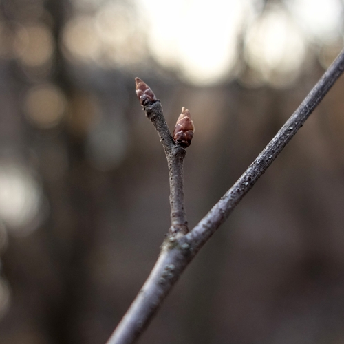 Image of Prunus nigra by (c) Loïc Mathieu, some rights reserved (CC BY)