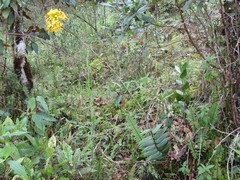 Epidendrum melinanthum