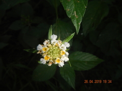 Lantana achyranthifolia