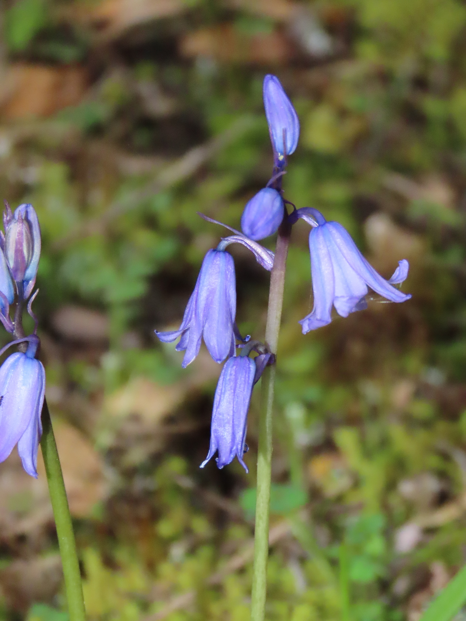 Spanish Bluebell (Hyacinthoides hispanica) · iNaturalist