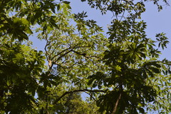 Cecropia adenopus