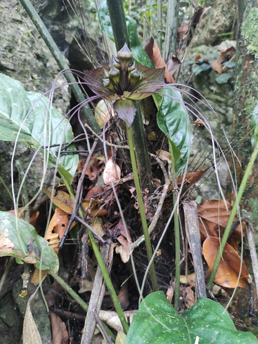 Tacca chantrieri