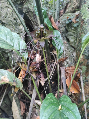 Image of Tacca chantrieri by no rights reserved