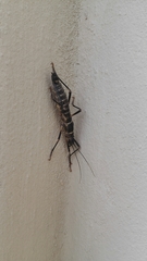 Peruphasma pentlandi