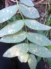 Melampsora hypericorum