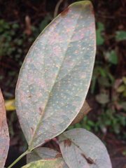 Melampsora hypericorum