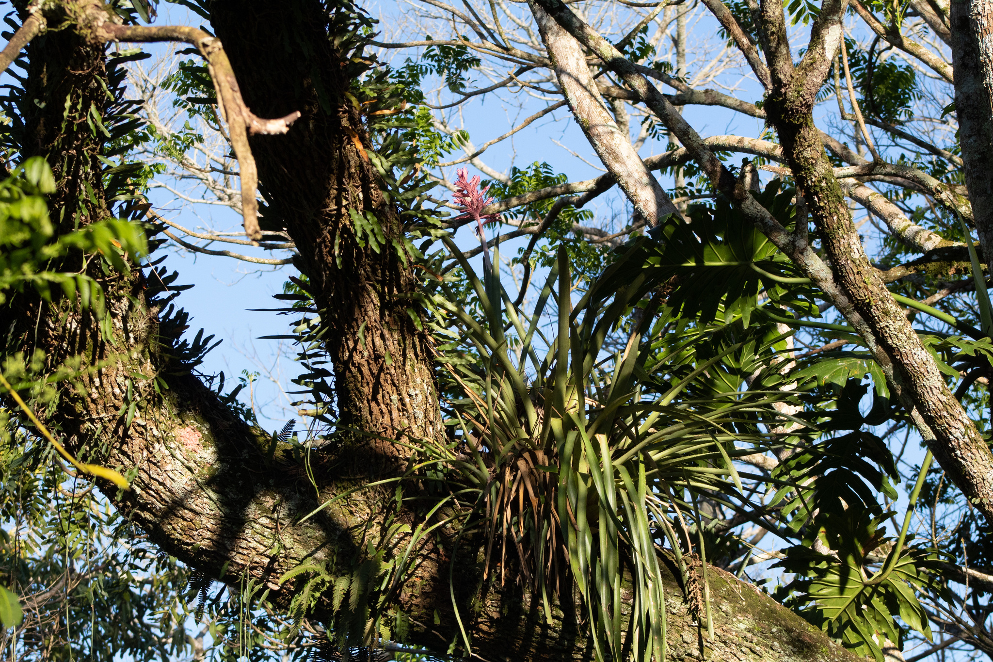 Aechmea distichantha
