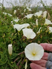 Calystegia subacaulis