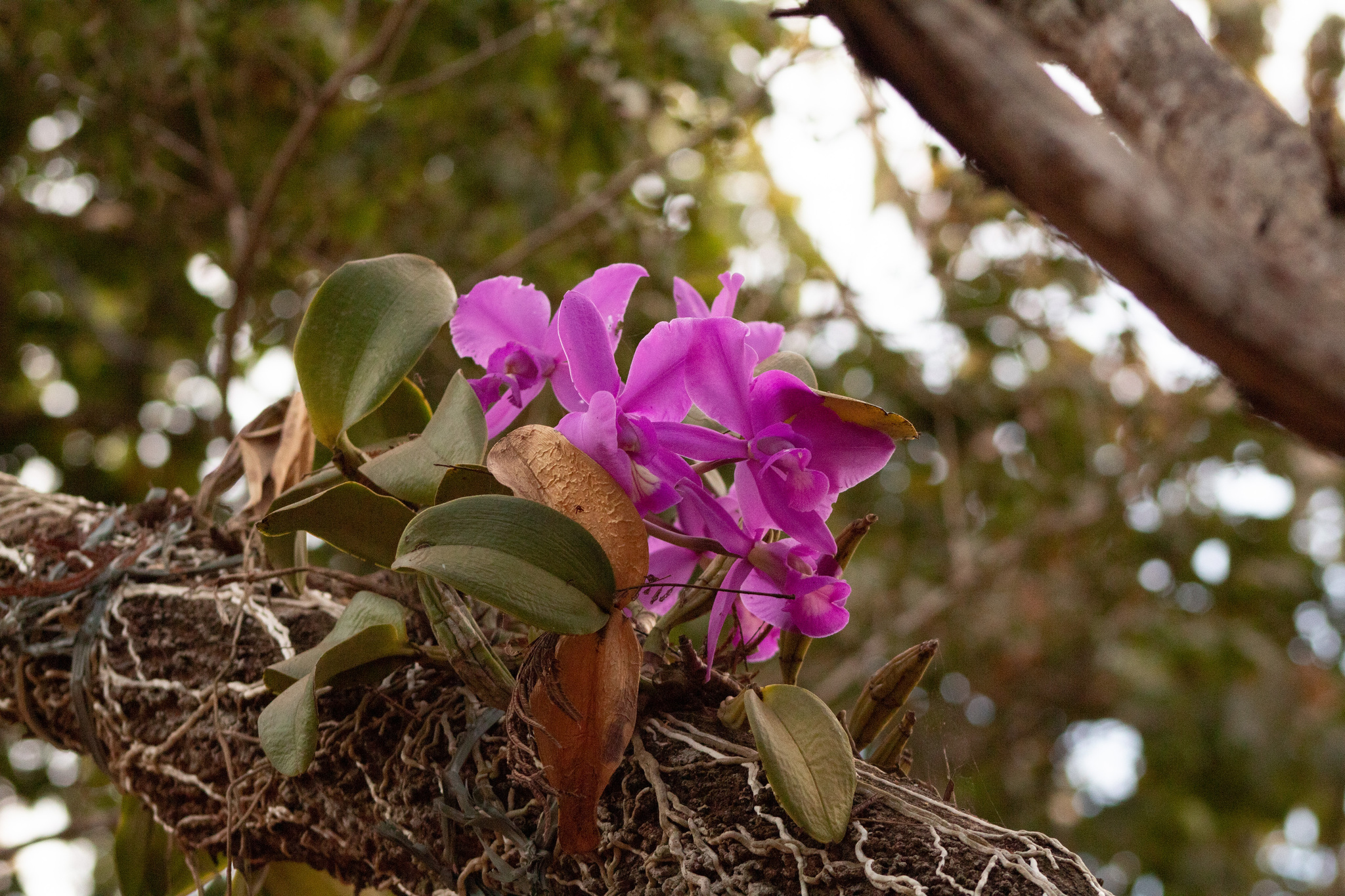 Cattleya nobilior