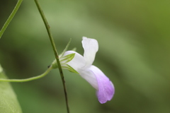 Collinsia multicolor