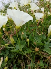 Calystegia subacaulis