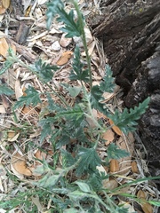 Sphaeralcea coccinea