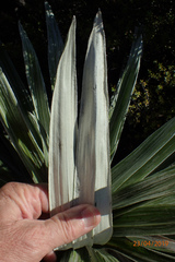 Celmisia semicordata