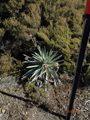 Celmisia semicordata