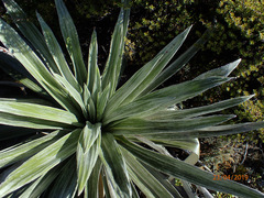 Celmisia semicordata