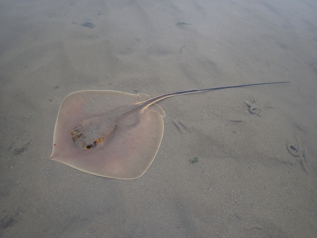 Blackfish Stingray