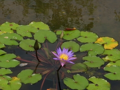 Nymphaea gracilis