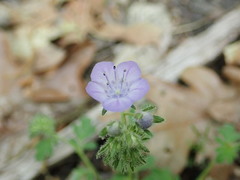 Phacelia maculata