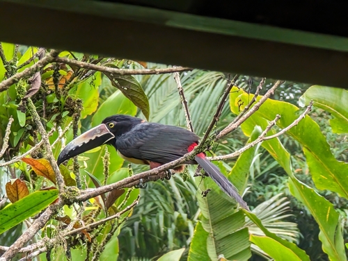 collared aracari (Pteroglossus torquatus)