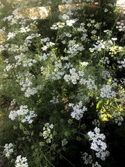 Bifora radians