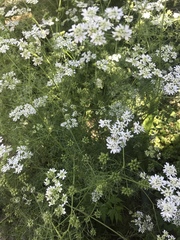 Bifora radians