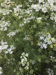 Bifora radians