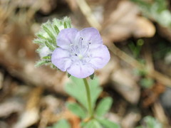Phacelia maculata