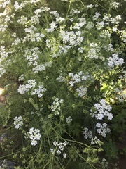Bifora radians