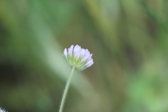 Trifolium microcephalum