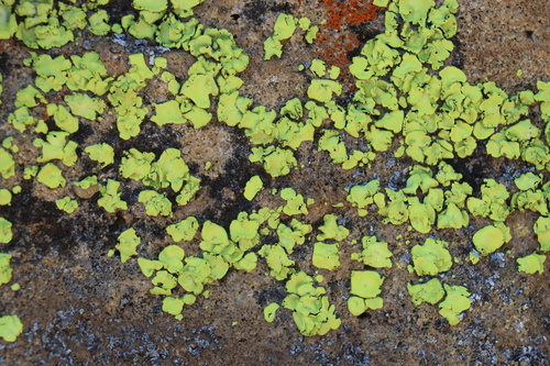 African Gold Lichen
