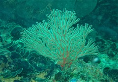 Melithaea