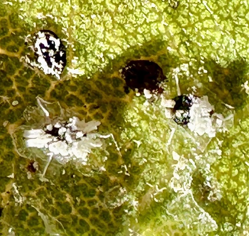 Crown Whitefly photo 5