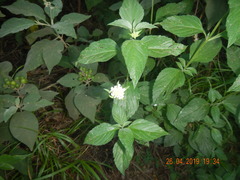 Lantana achyranthifolia