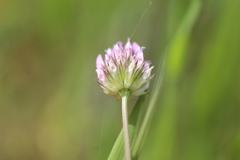 Trifolium ciliolatum