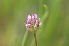 Trifolium ciliolatum