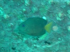 Ctenochaetus binotatus