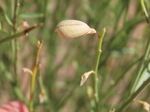 Image of Dune Bush (Crotalaria spartioides) by no rights reserved
