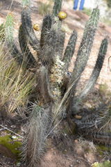 Corryocactus melanotrichus